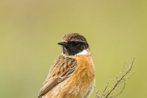 20160228 Tarier patre 065.jpg